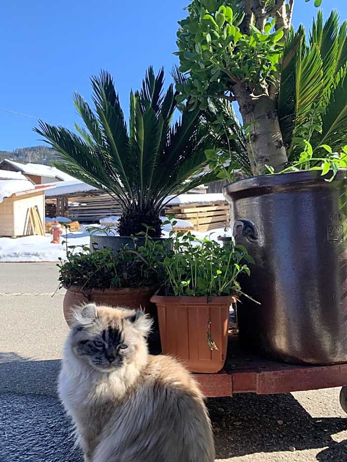 Nagelfluhhaus Hirsch