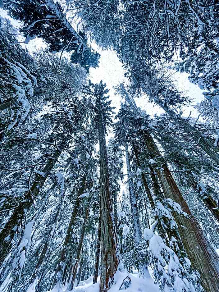 Mid Century Modern - Studio w Pool & Hot Tub