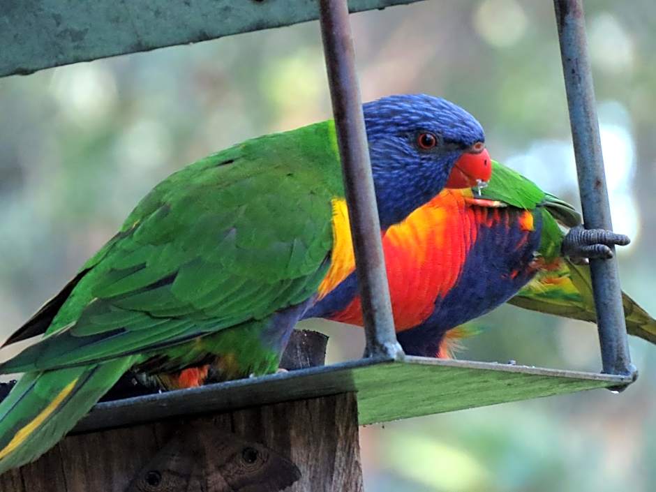 The Bower At Broulee