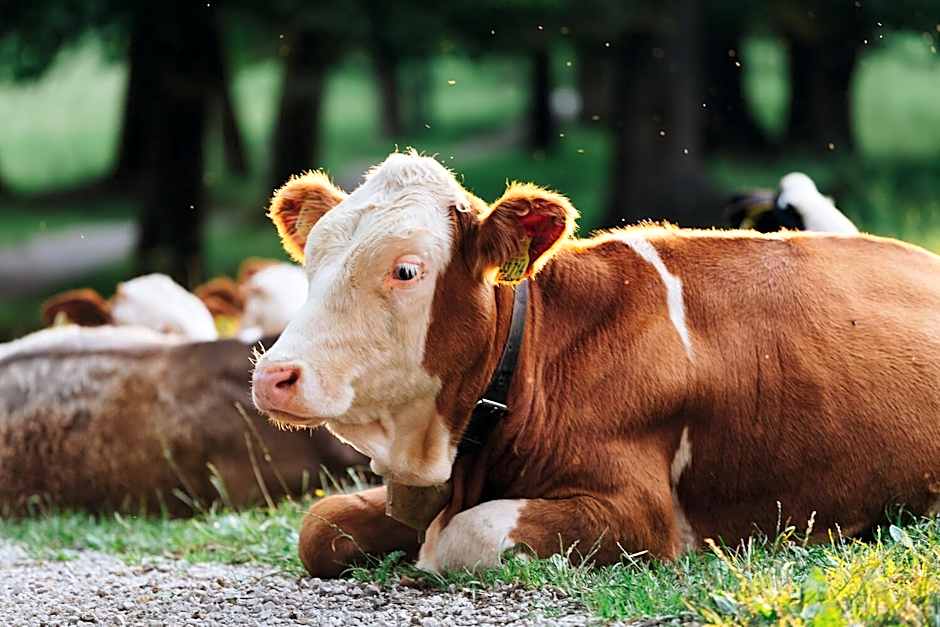 aja Garmisch-Partenkirchen