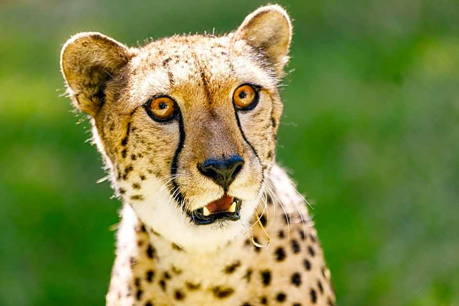 Hotel Selwo Lodge - Animal Park Tickets Included