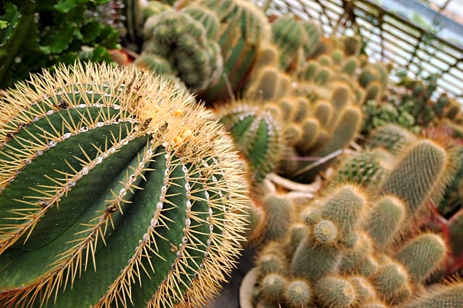 SUPER OYO 44029 Tudor Home Inn