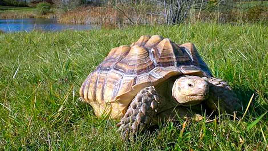 Clarion Inn Elmira Horseheads