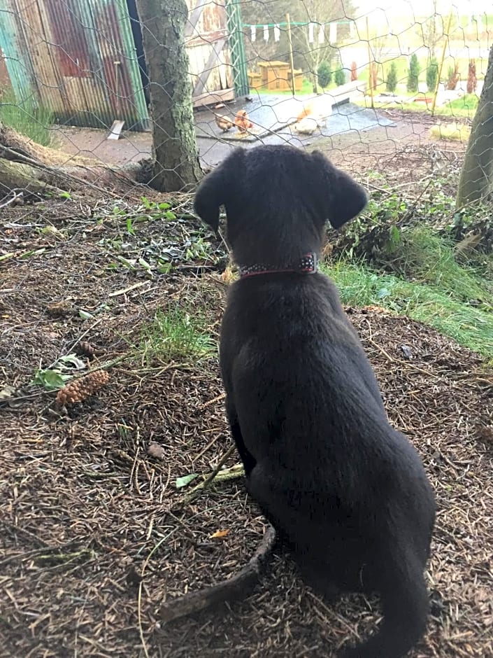 The Sheiling B&B - NC 500