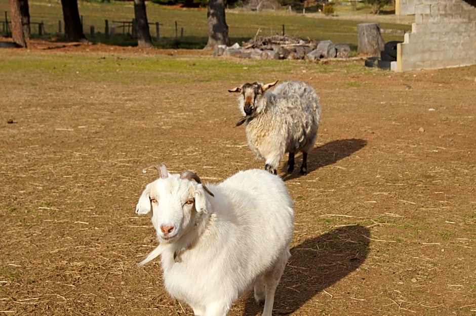 ALPINE COUNTRY MOTEL plus FREE COFFEE