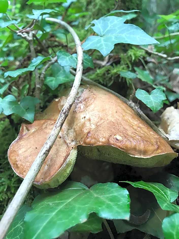 Relais de la poste ch Rose