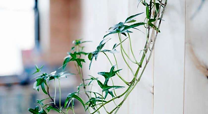 Ise Guest House Kazami