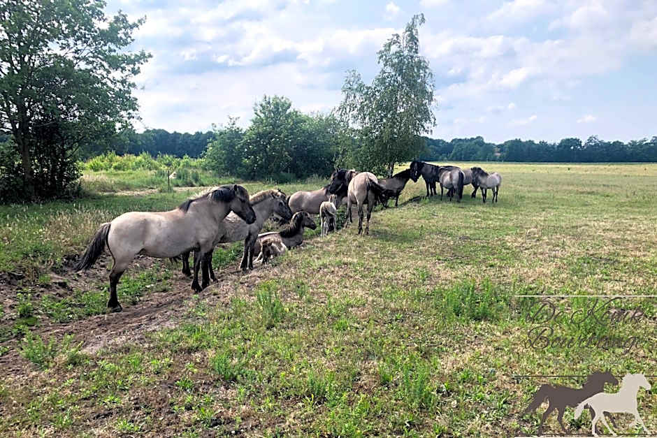 B&B De Konik Bourtange