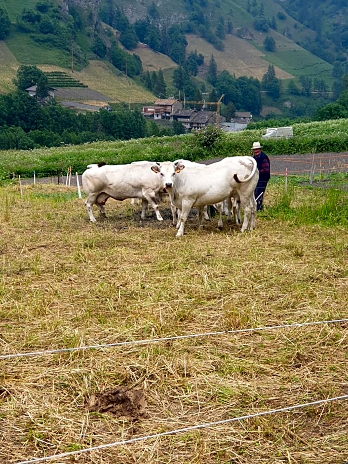Antica casa occitana