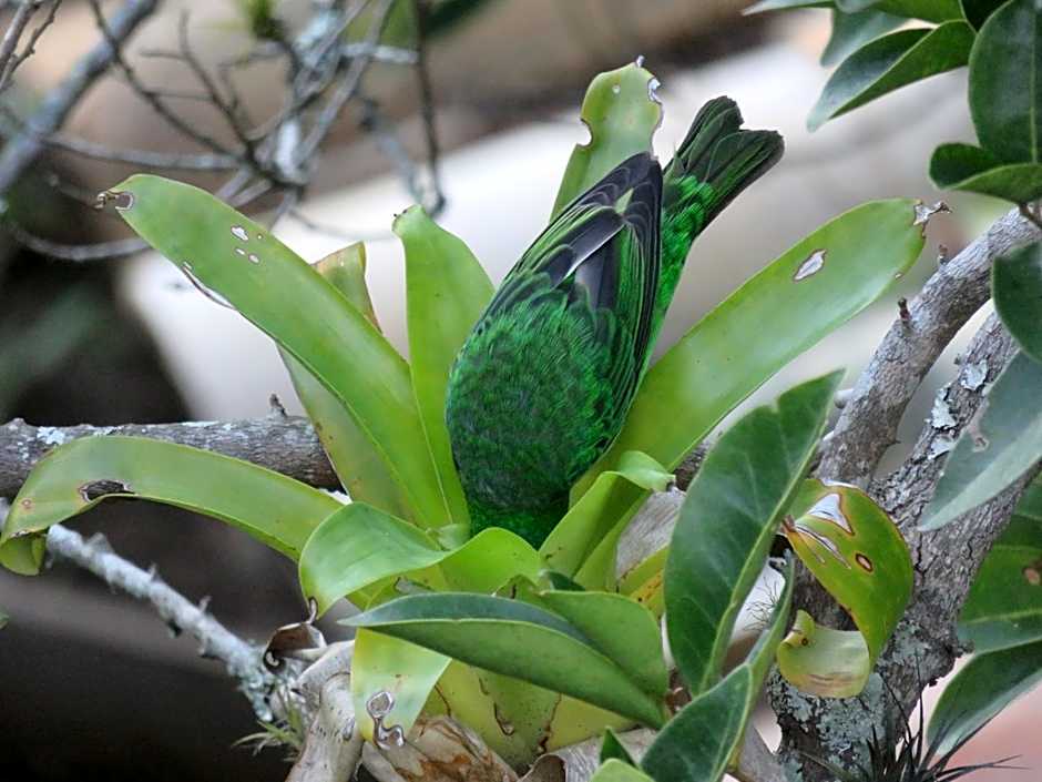Pousada Biso Finoca Ibiraquera