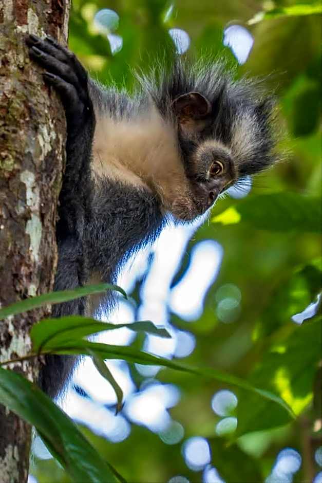 Asim Paris Guesthouse & jungle trekking