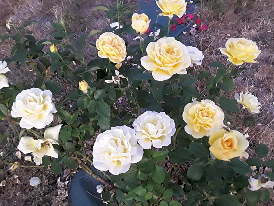 la roulotte de l'ami nature