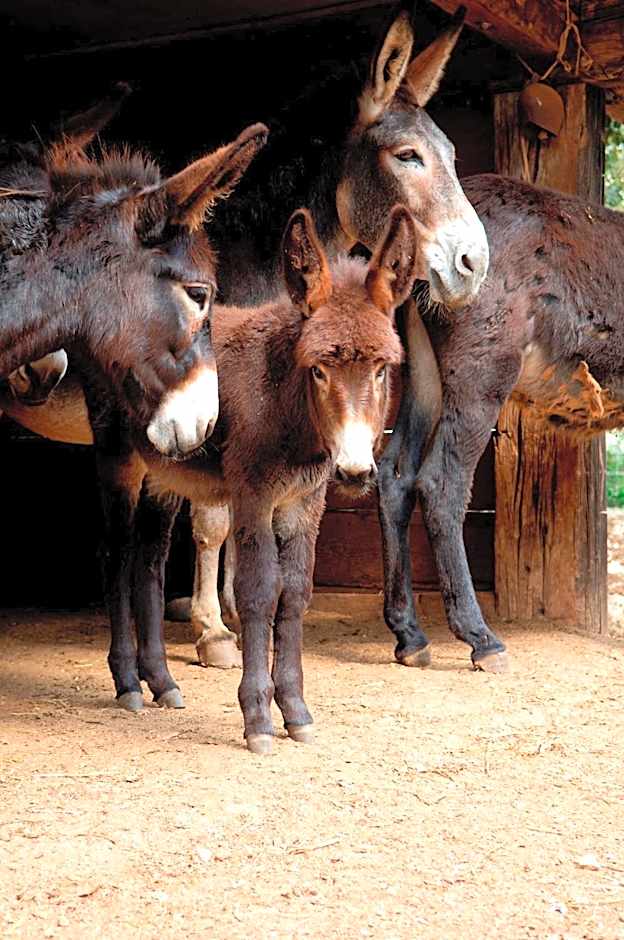 Masseria Chiancone Torricella