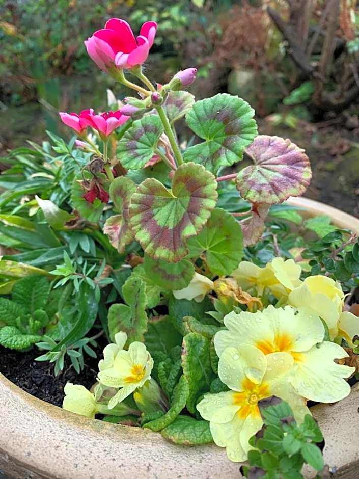 The Albany St Andrews