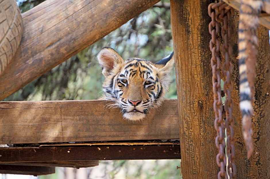 Boskoppie Lion & Tiger Reserve