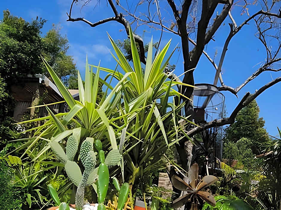 Bamboo, the Guesthouse