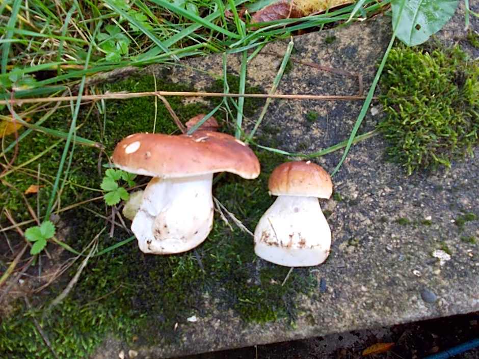 Berghotel Glockenberg