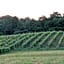 Vineyard Woods