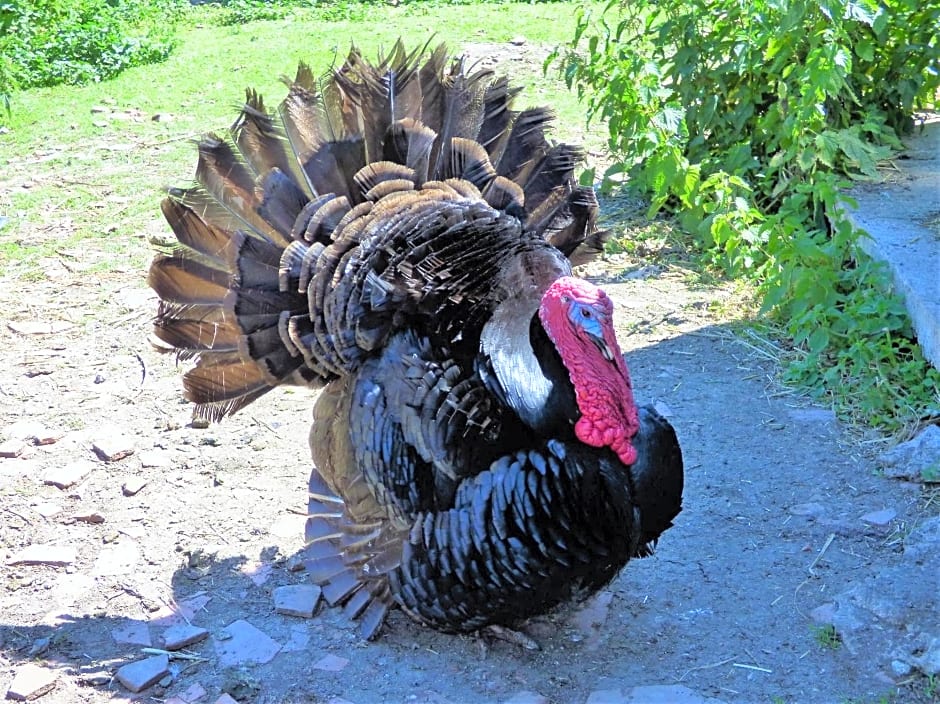 L'Ancien Presbytère Chambres D'hote ou Gite