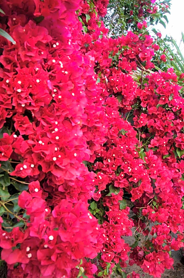 Delos Reyes Palm Springs