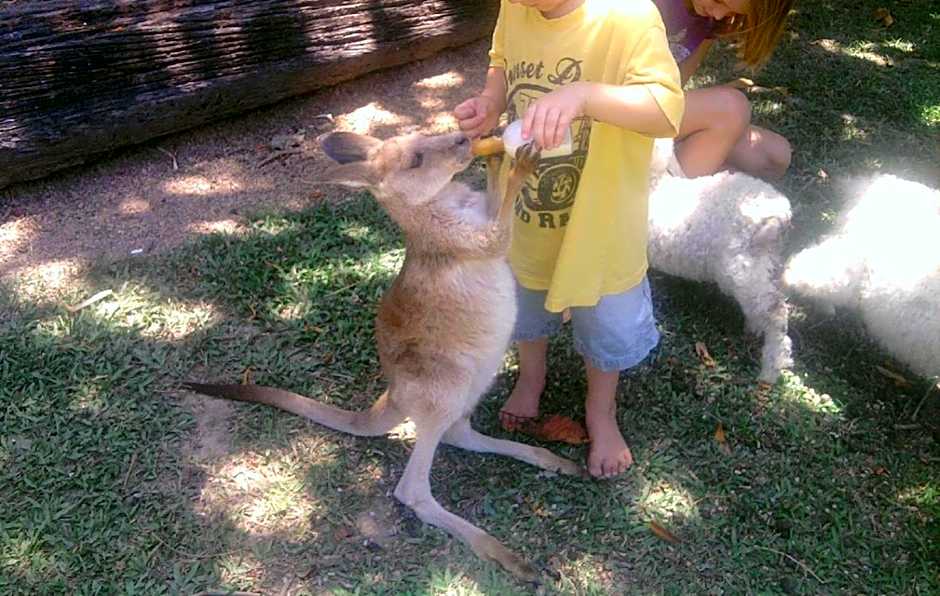 Daintree Wild Bed & Breakfast