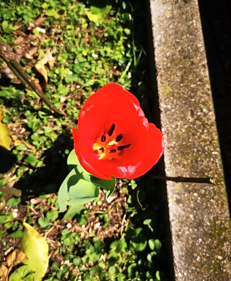 Tettoeletto Garden Bio