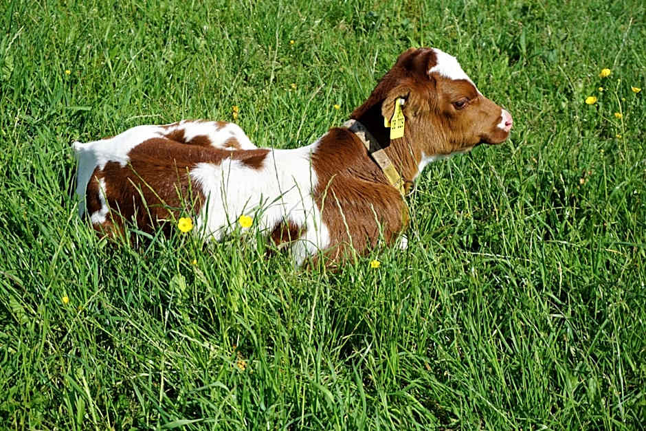 Ehrenmättlehof Faißt