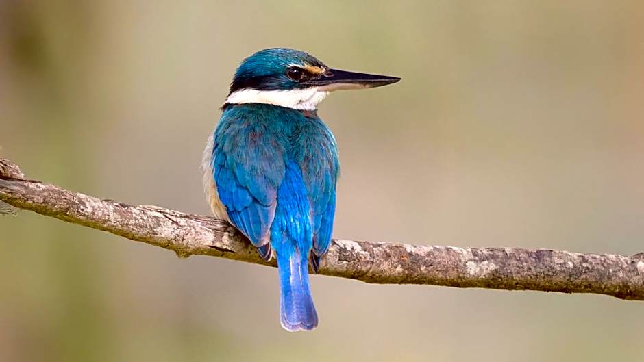 Daintree Riverview Lodges