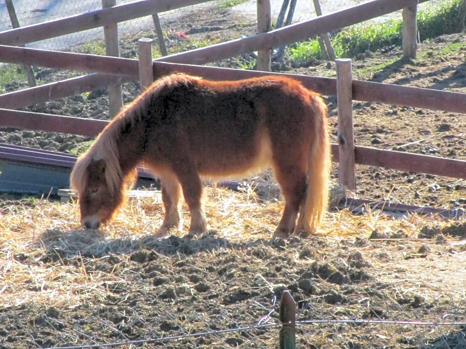 Alla Contrada degli Asinelli