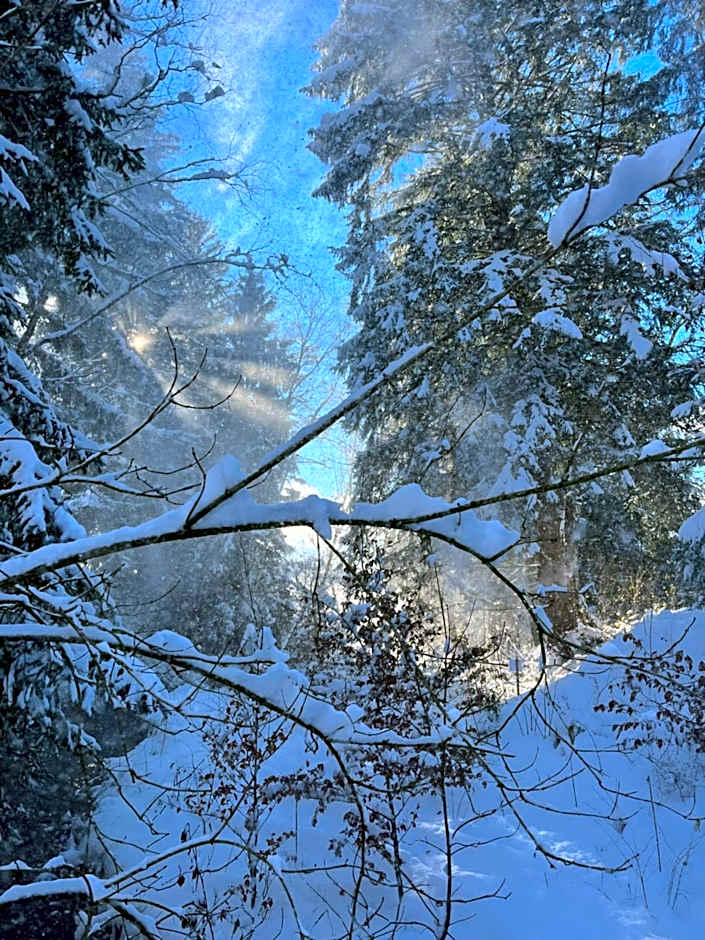 Wald ist Zukunft