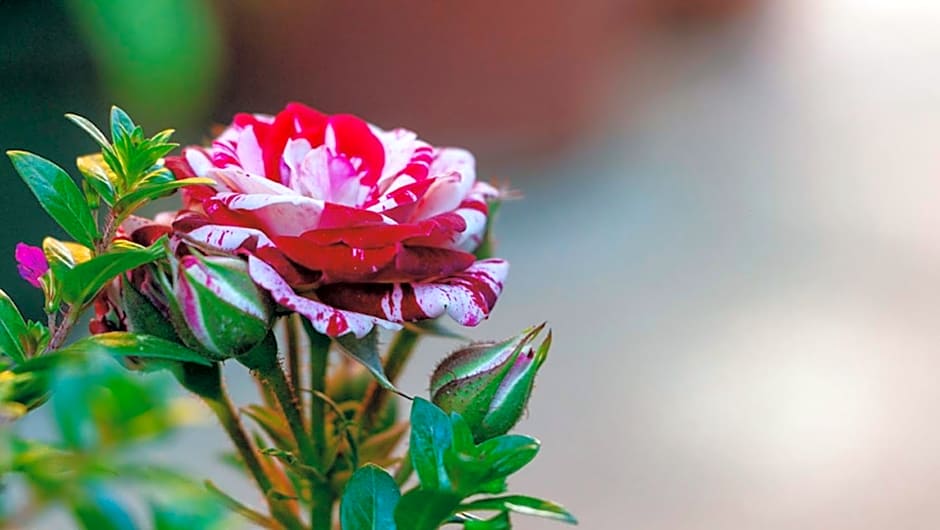 Hotel Las Golondrinas