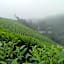 The Wind Munnar