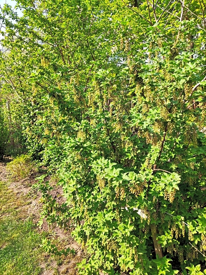 Bed & Breakfast - Warniłęg