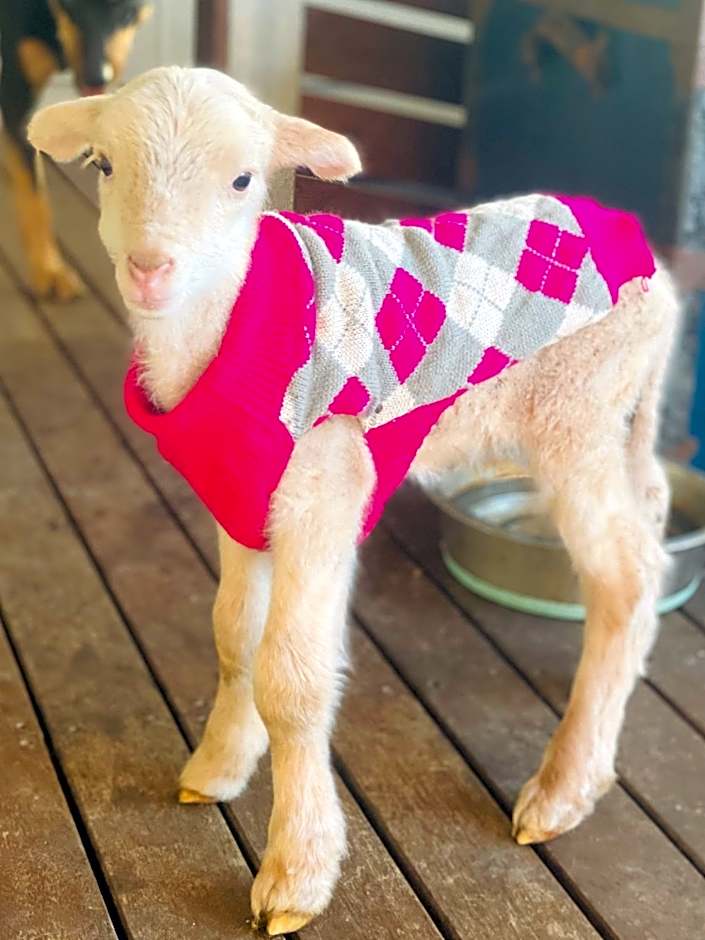 Sandalwood Downs Fabulous Farm Stay TOODYAY