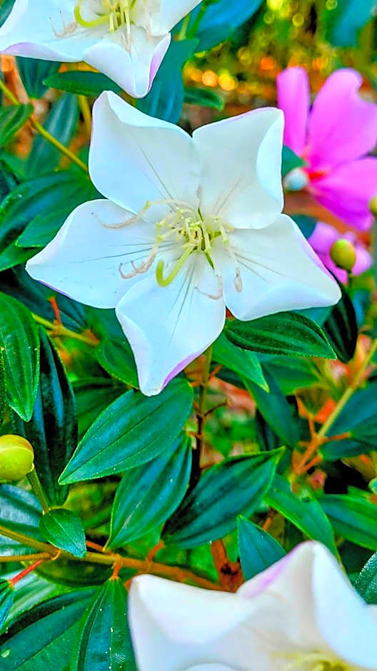 Rancho Acácia São Roque