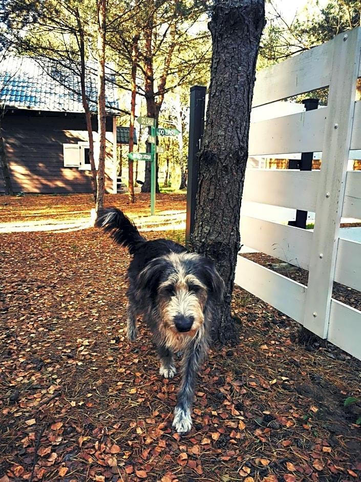 Domki Między Drzewami