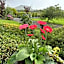 Hillcrest farmhouse Bed & Breakfast