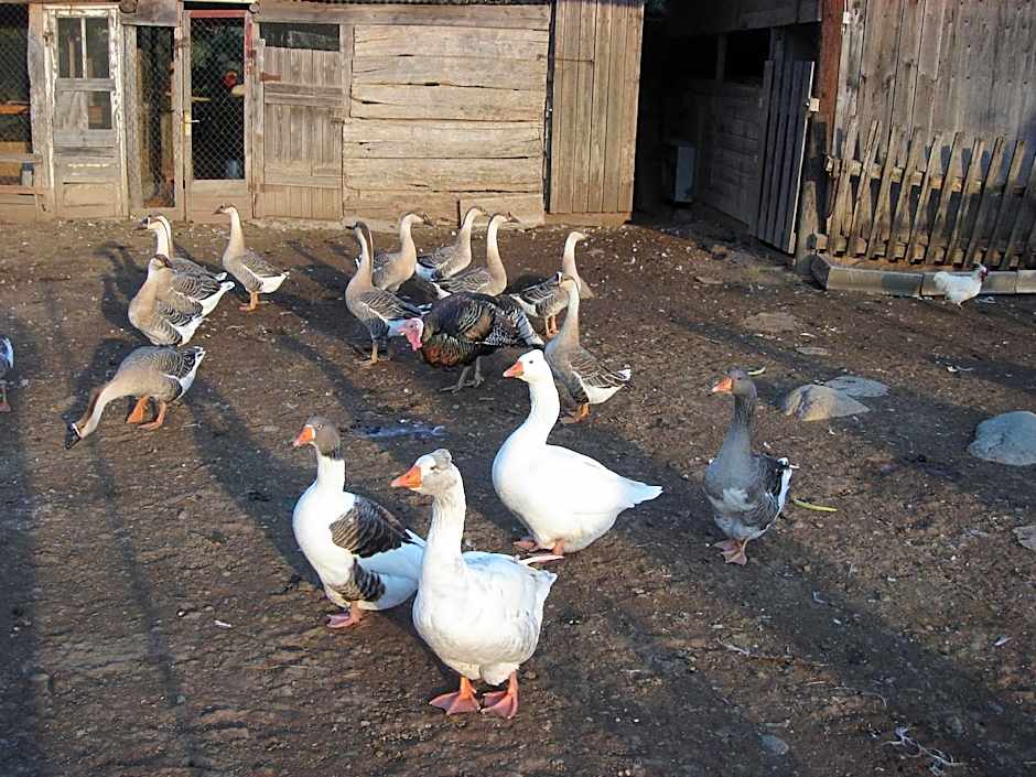 Casa rural Can Jepet