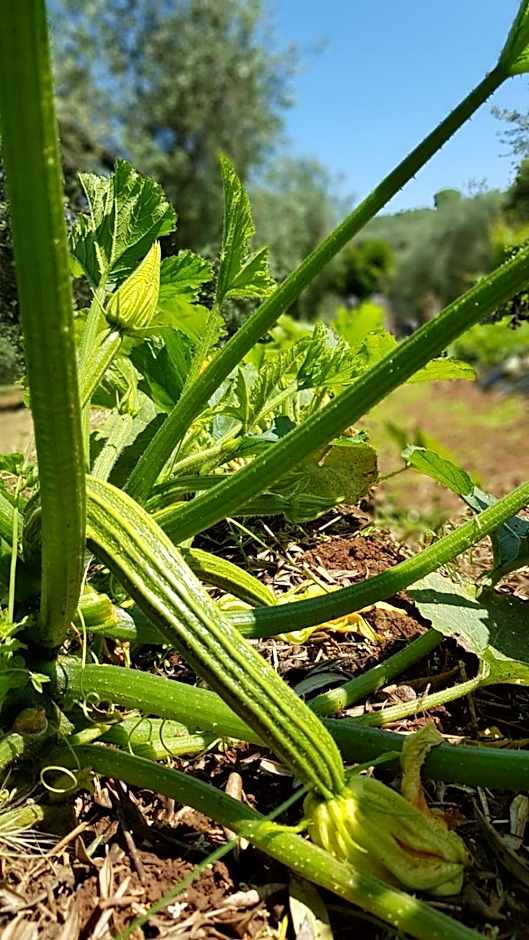 Agriturismo Country Casale Rufo