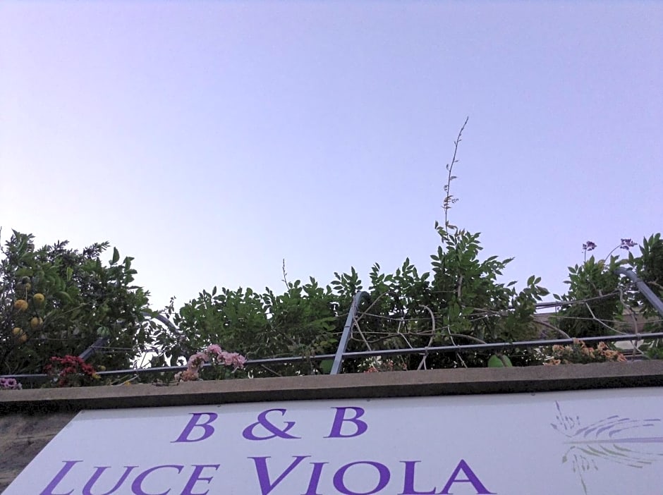 B&B Luce Viola