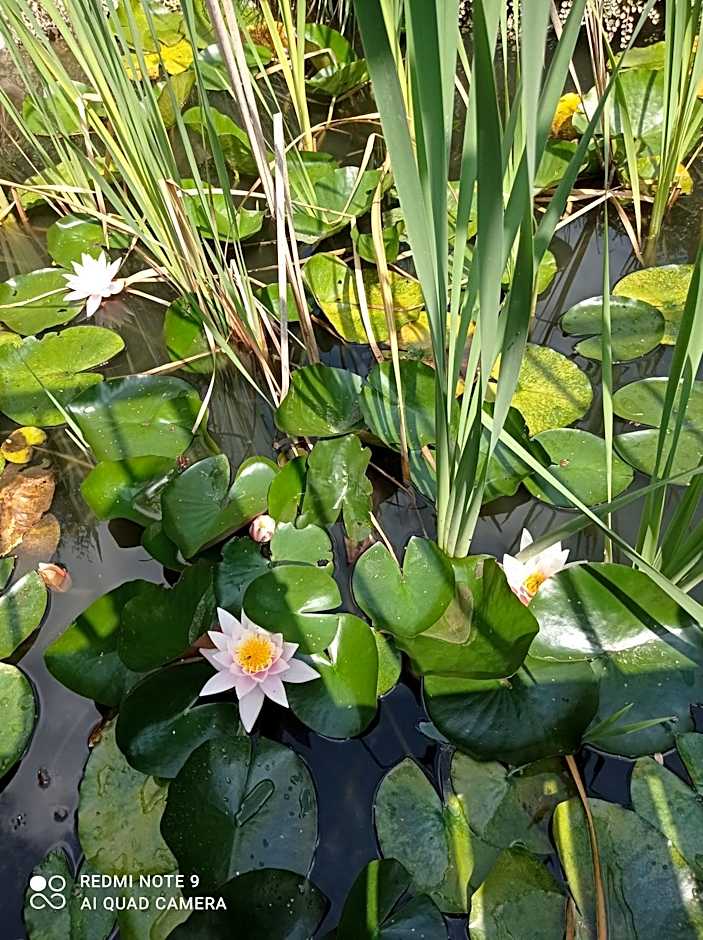 Ośrodek Wczasowy "Wczasy pod gruszą"