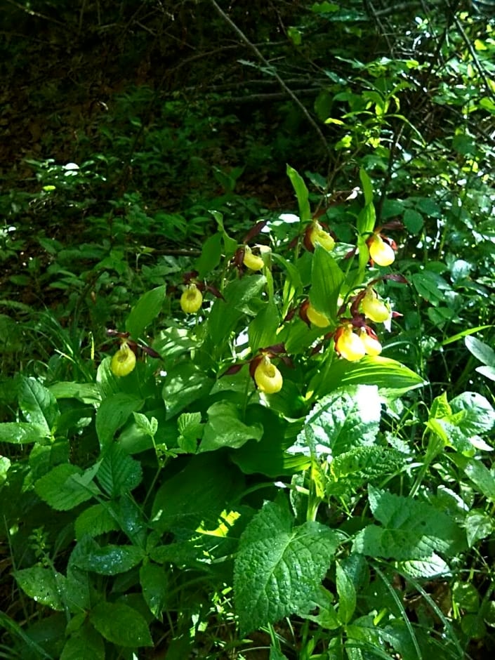 B&B Il Tulipano