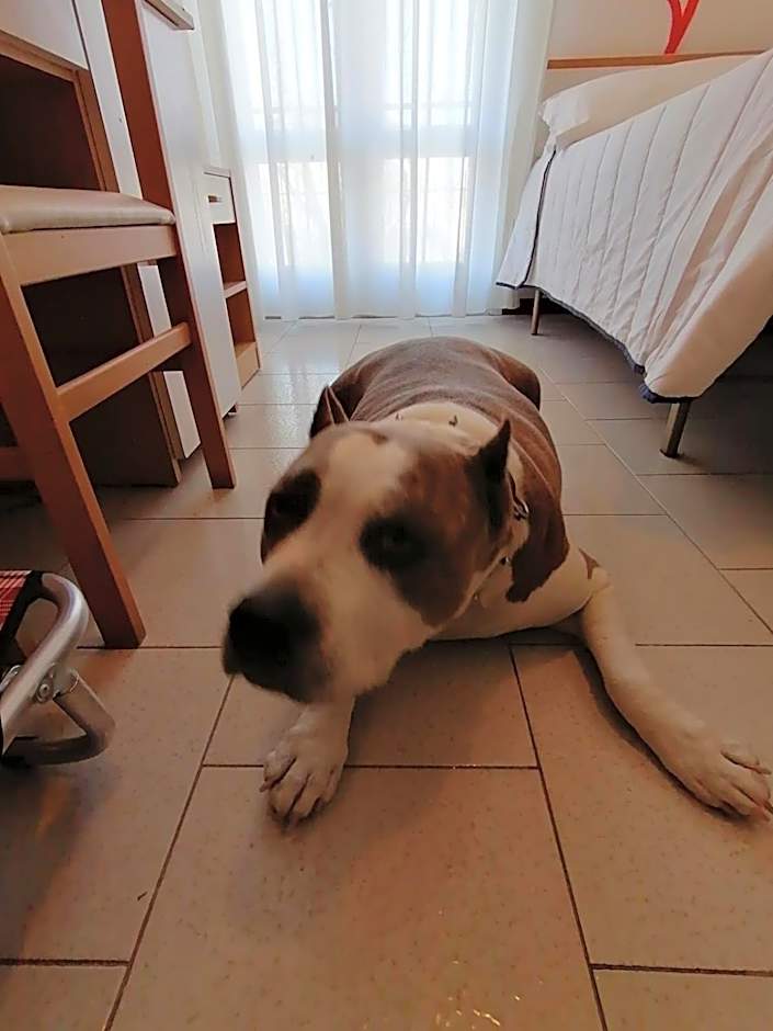 Kristalex Pet Family Hotel