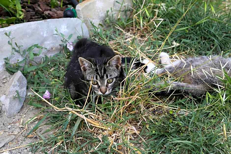 Poggiolo Val Borbera