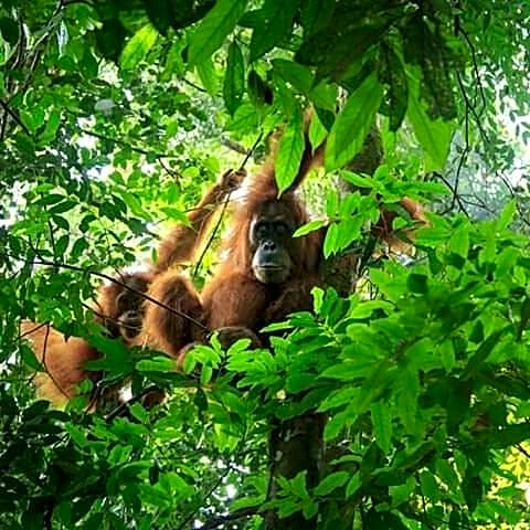 Orangutan Bungalow