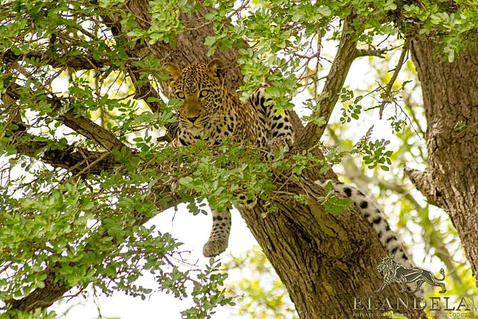 Elandela Private Game Reserve and Luxury Lodges Pty Ltd