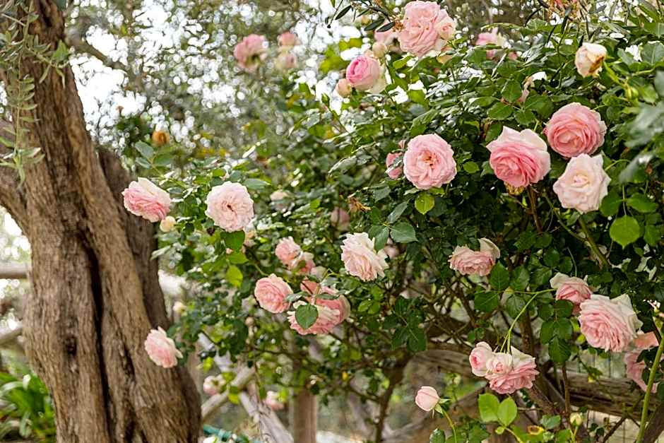Casa Clementina Marciano