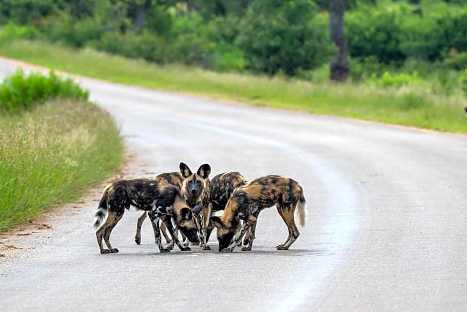 Foxy Crocodile Bush Lodge & Kruger Safaris
