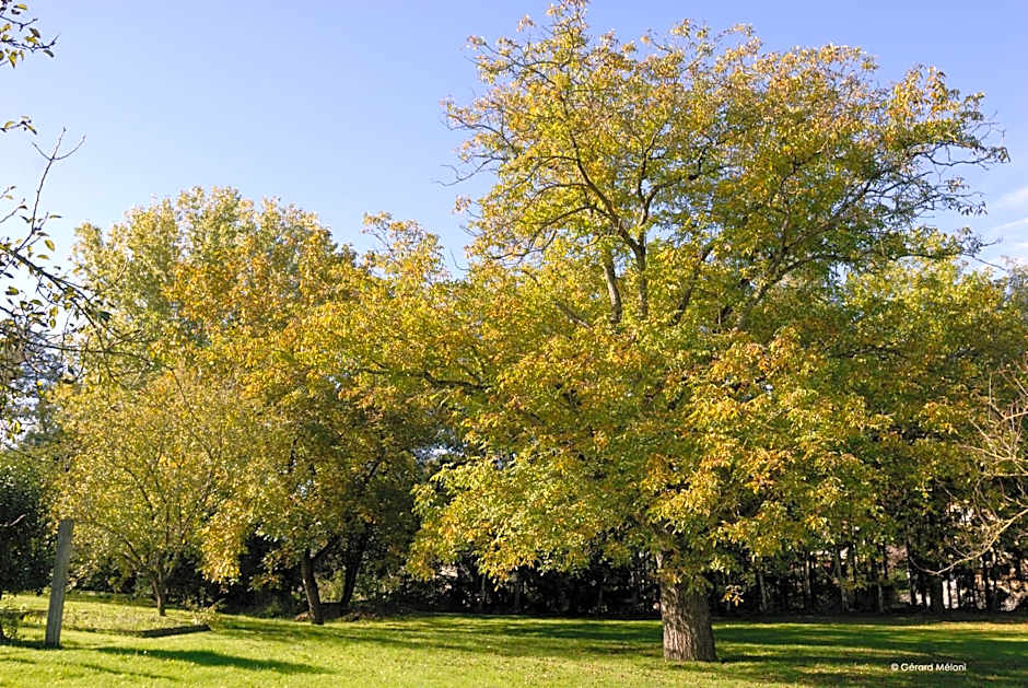 Auberge Saint Walfrid