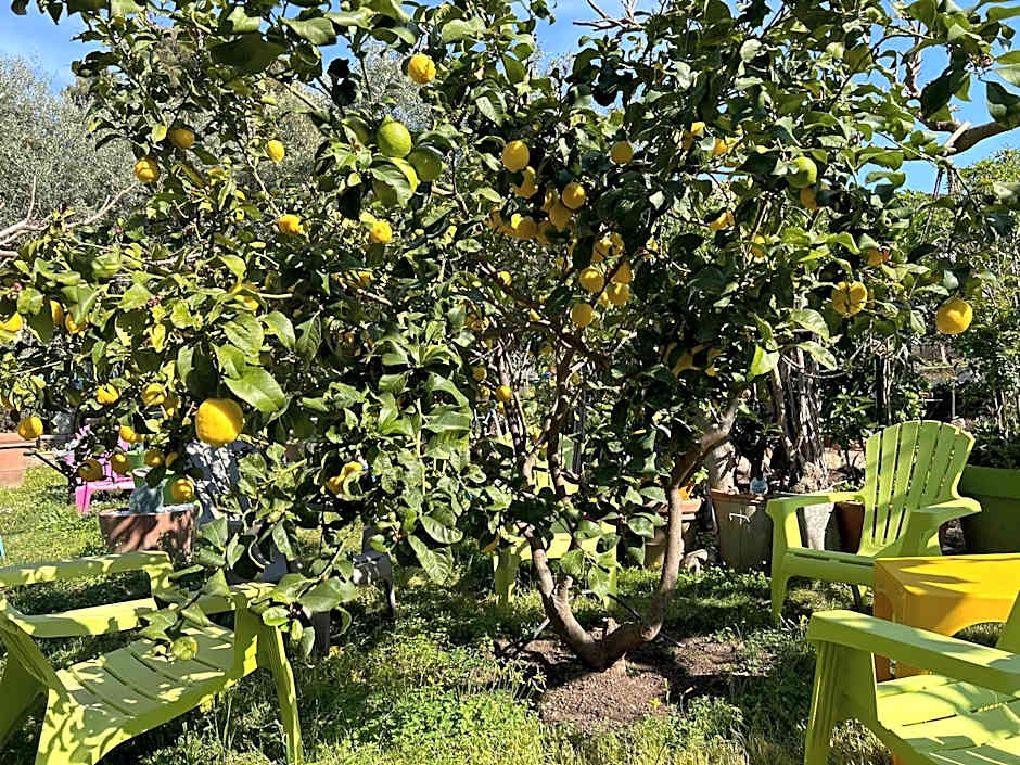 Hôtel Punta e Mare des Chambres ou des Appartements T2